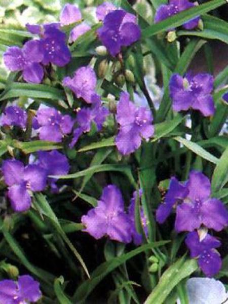 Ephémère de Virginie 'Leonora'