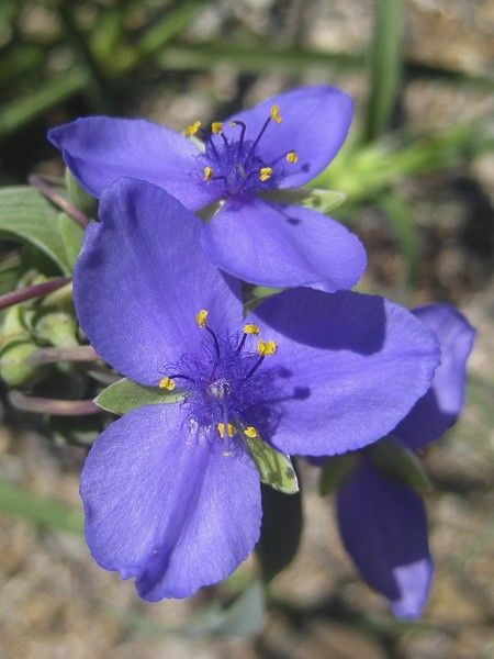 Ephémère de Virginie ohiensis