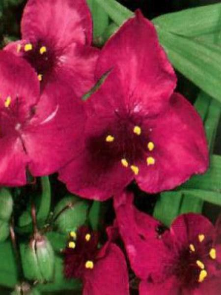 Ephémère de Virginie 'Rubra'