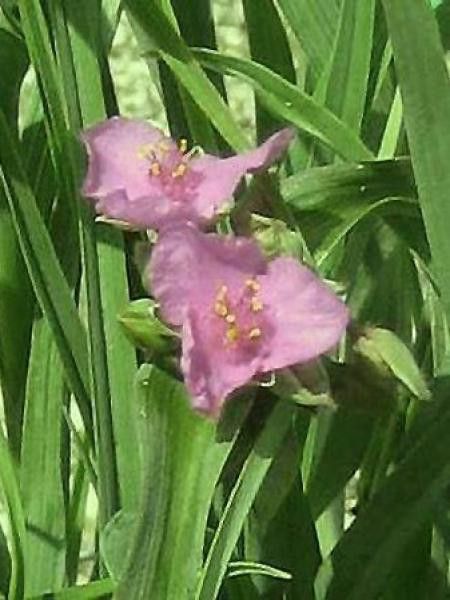 Ephémère de Virginie 'Satin Doll'