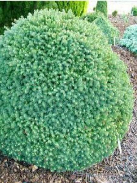 Épicéa de Serbie 'Karel'