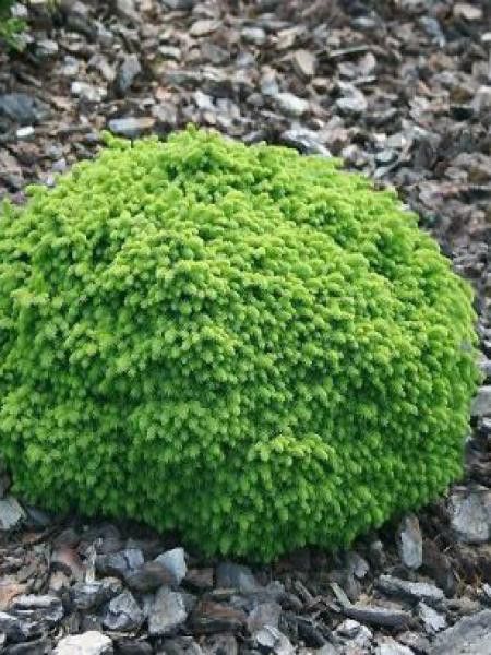 Épicéa nain 'Little Gem'