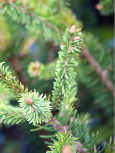 Épicéa 'Remontii'