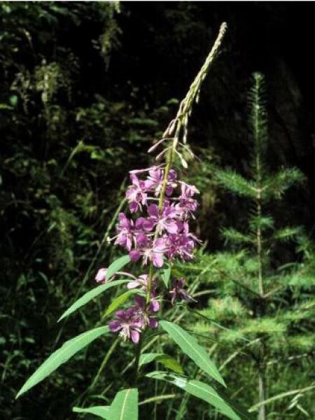 Épilobe, Laurier de Saint-Antoine