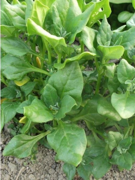 Epinard de Nouvelle-Zélande