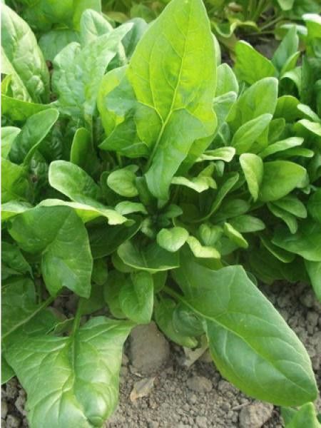 Epinard 'Symphonie' HYB F1