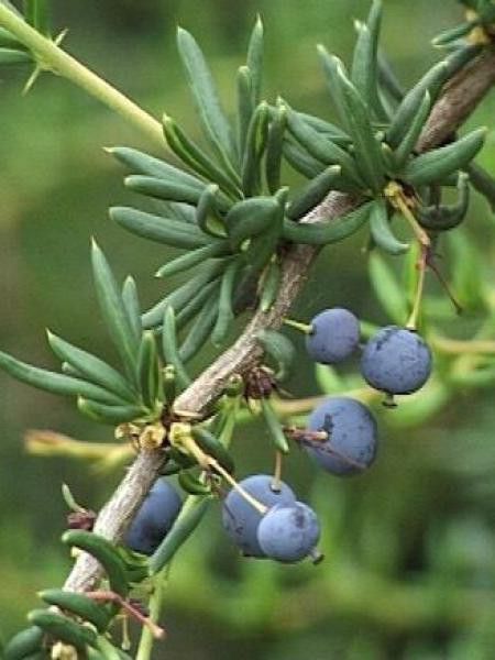 Épine-vinette à feuilles étroites