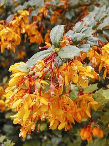 Épine-vinette 'Apricot Queen'