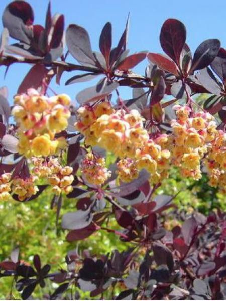 Épine-vinette 'Auricoma'