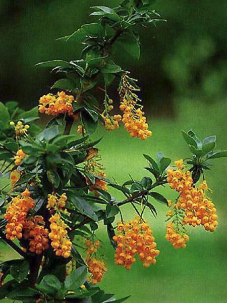 Épine-vinette de Darwin