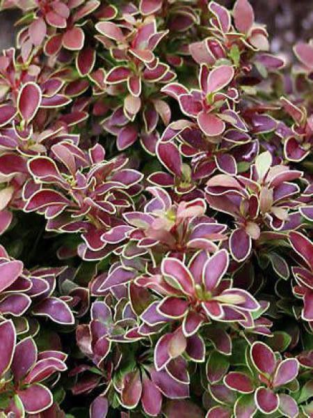 Épine-vinette de Thunberg 'Admiration'®