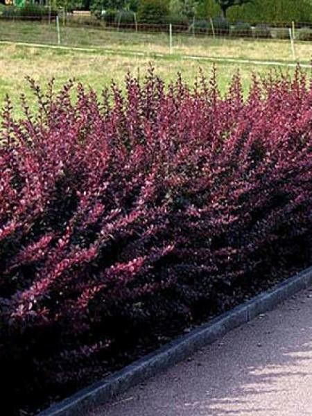 Épine-vinette de Thunberg 'Atropurpurea'