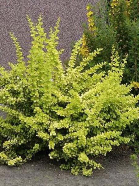 Épine-vinette de Thunberg 'Aurea'