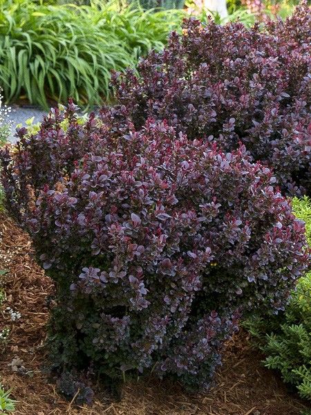 Épine-vinette de Thunberg 'Concorde'