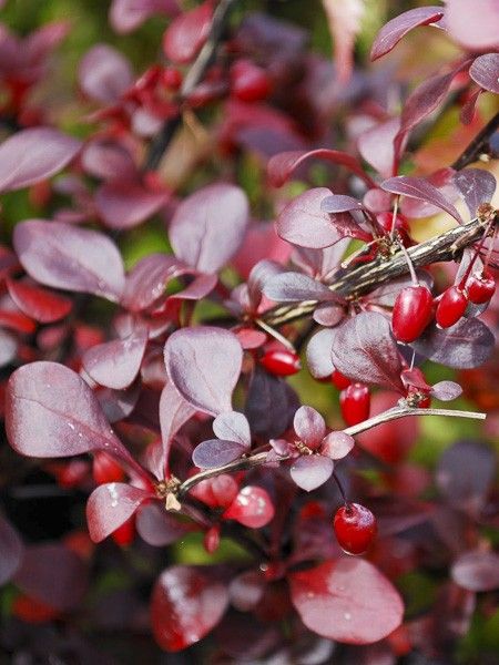 Épine-vinette de Thunberg 'Dart's Red Lady'