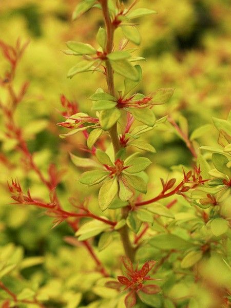 Épine-vinette de Thunberg 'Golden Dream'