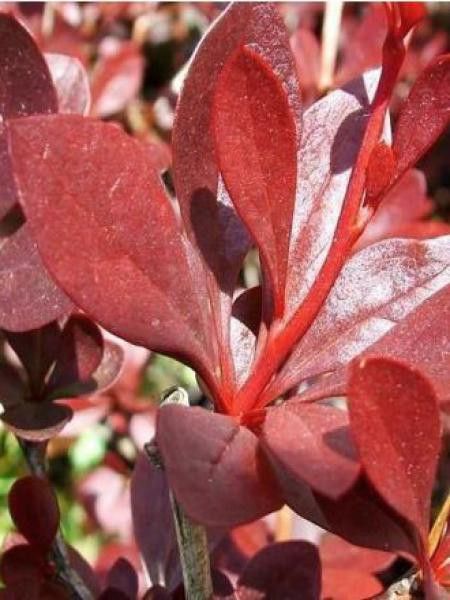 Épine-vinette de Thunberg 'Red Chief'