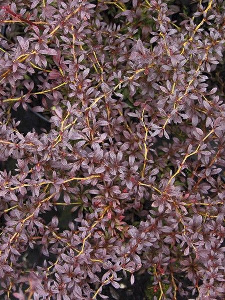 Épine-vinette de Thunberg 'Red Dream'