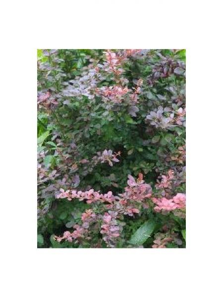 Épine-vinette de Thunberg 'Red King'