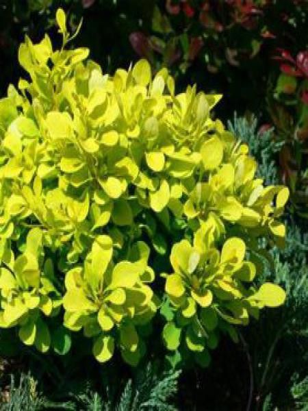 Épine-vinette de Thunberg 'Tiny Gold'