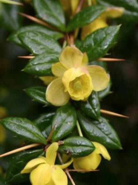 Épine-vinette verruqueuse