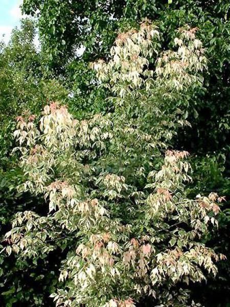 Érable à feuille de frène 'Flamingo'
