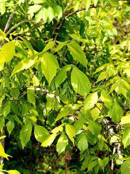 Érable à feuille de frène