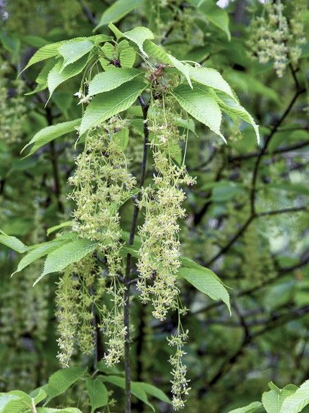 Erable à feuilles de charme