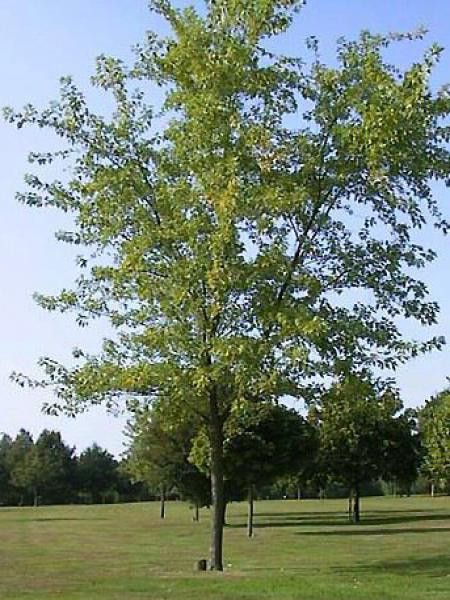 Érable à peau de serpent 'Hersii'