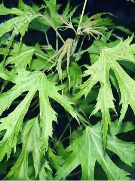 Érable argenté 'Laciniatum Wieri'
