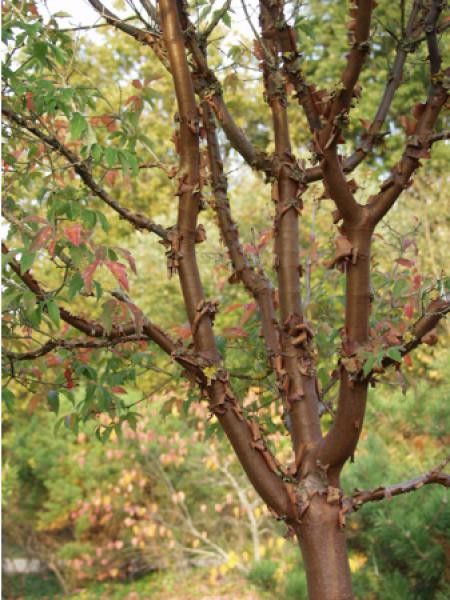 Érable cannelle, Érable à écorce de papier