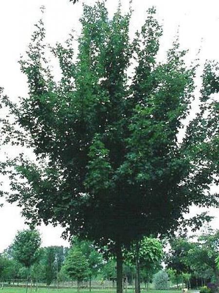 Érable champêtre 'Elsrijk'