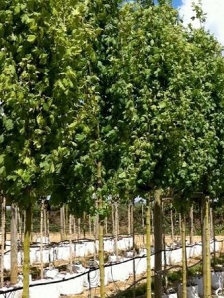 Érable champêtre 'Lienco'