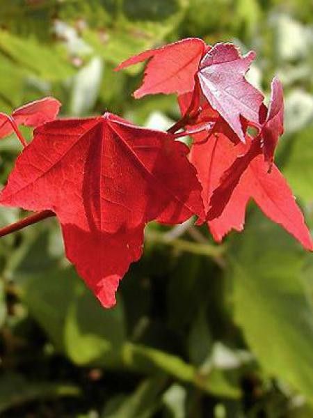 Acer buergerianum - Erable de Buerger