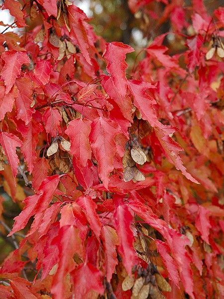 Érable du fleuve Amour 'Bailey Compact'