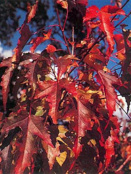 Érable du fleuve Amour