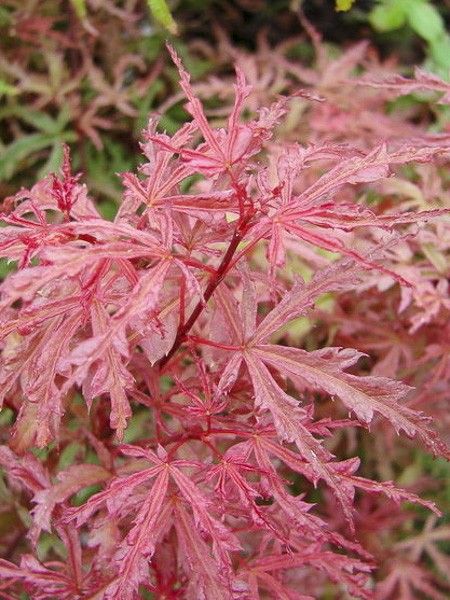 Érable du Japon 'Beni Komachi'