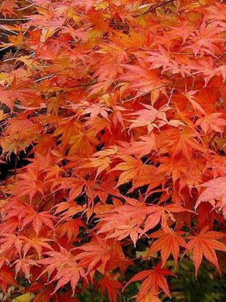 Érable du Japon de semis