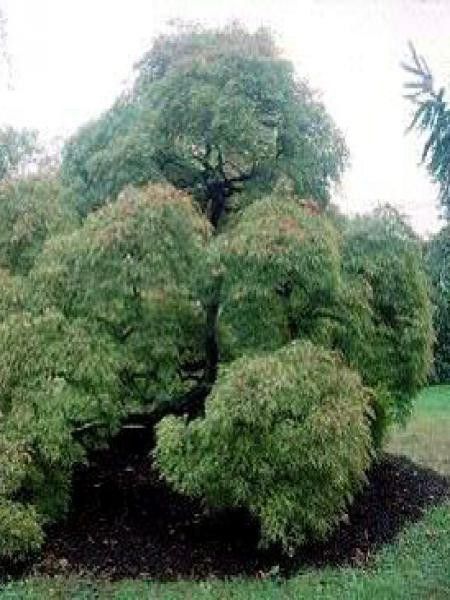 Érable du Japon 'Dissectum'