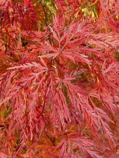 Érable du Japon 'Emerald Lace'