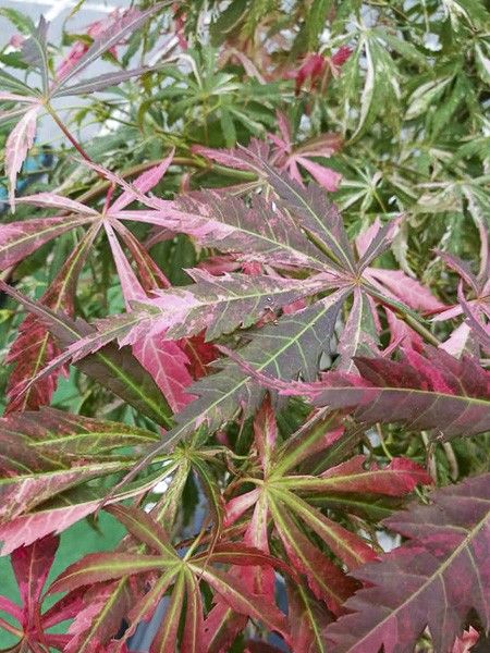 Érable du Japon 'Extravaganza'