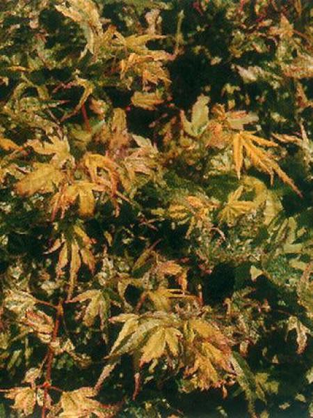 Érable du Japon 'Higasayama'