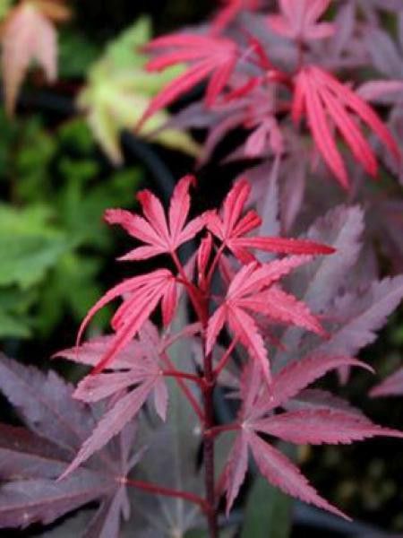 Érable du Japon 'Shaina'