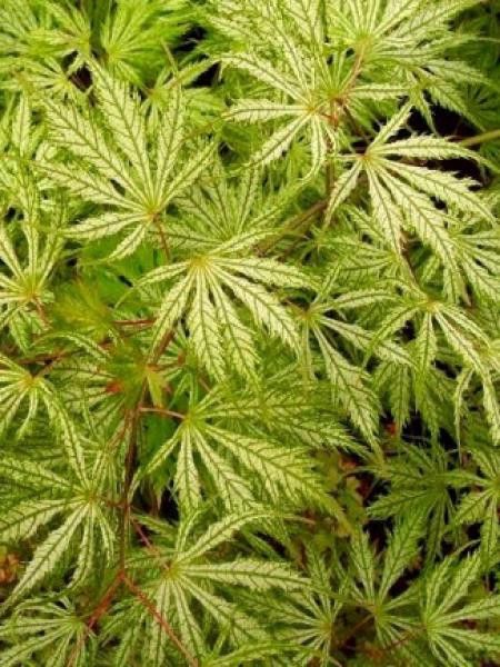 Érable du Japon 'Sister ghost'