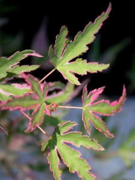 Érable du Japon 'Taylor'
