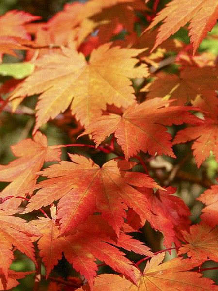 Erable du Japon 'Vitifolium'