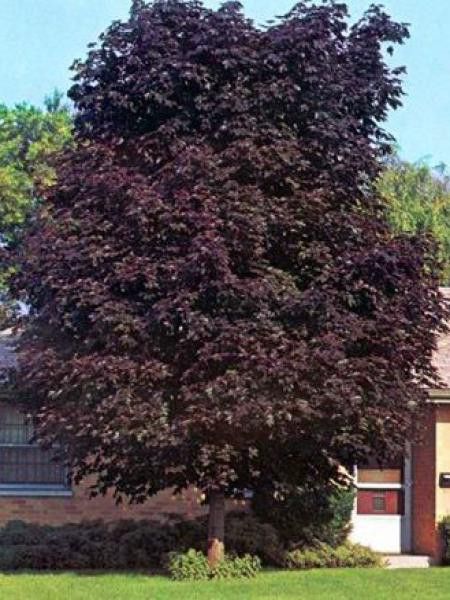 Érable plane colonnaire 'Crimson King'