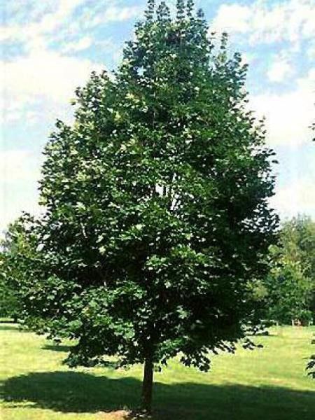 Érable plane colonnaire 'Deborah'