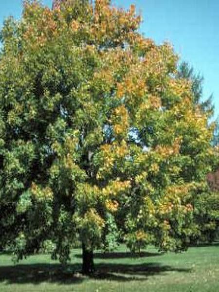 Érable plane colonnaire 'Emerald Queen'