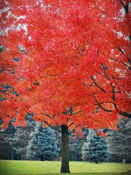 Érable rouge 'October Glory'